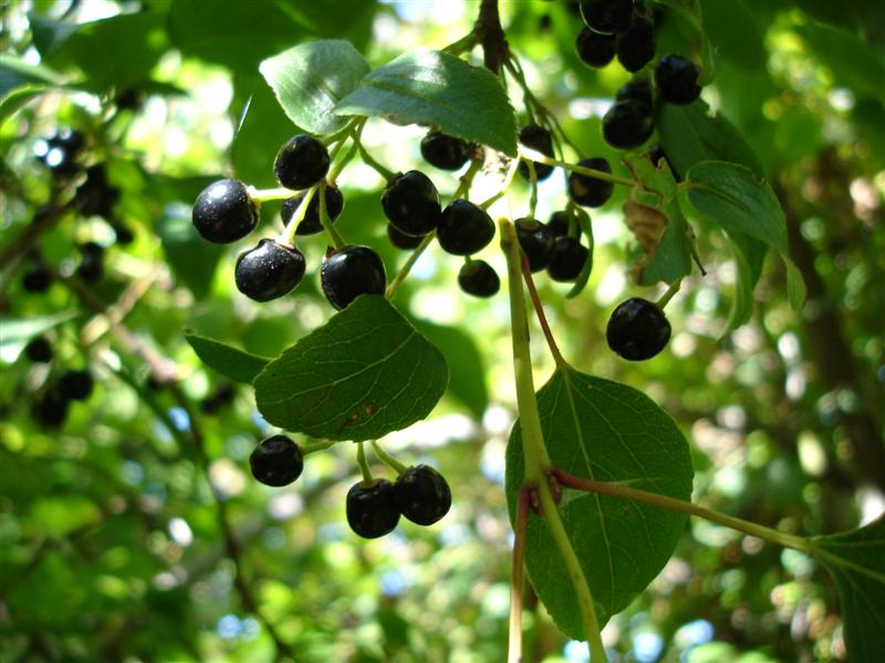 Maqui berry plants